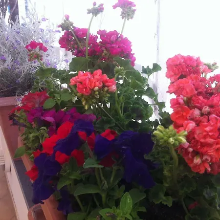 Celestina Ischia 拉科阿梅诺